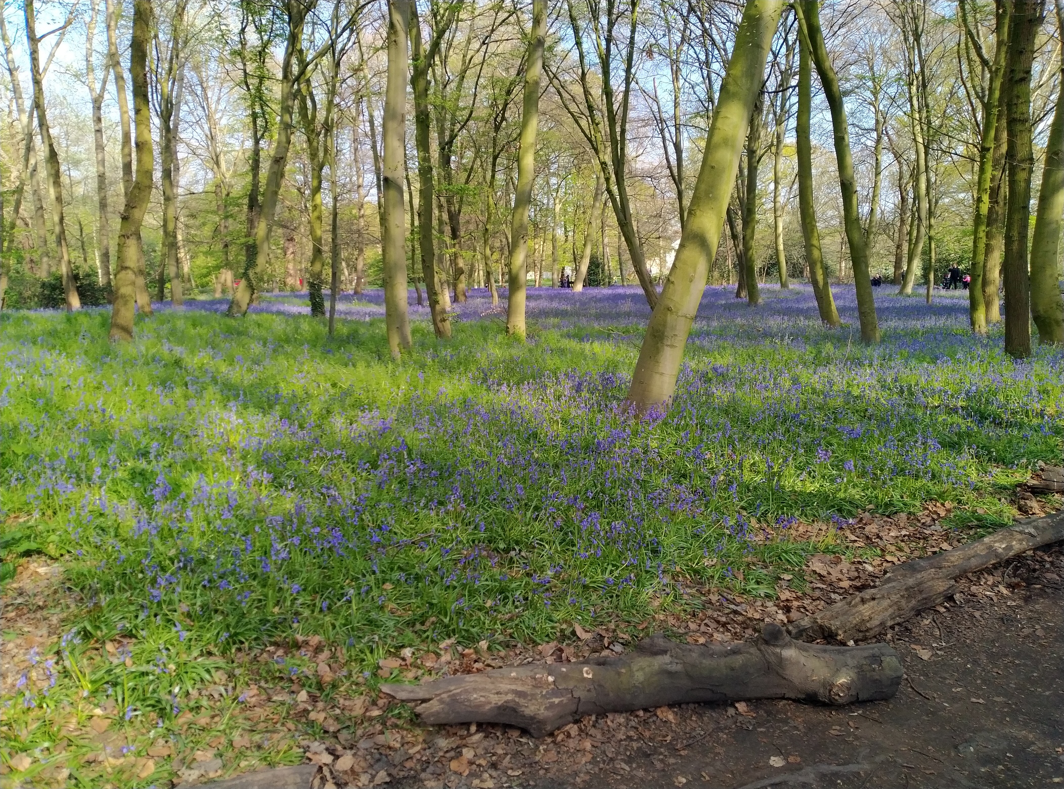Run report busy day! Wanstead Flats parkrun