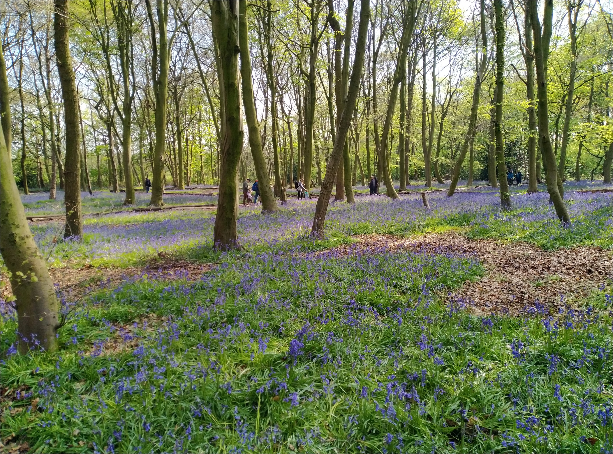 Run report busy day! Wanstead Flats parkrun