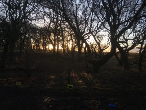 Light through trees