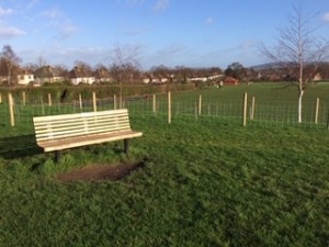 A bench against a background of green grass, saplings and blue sky