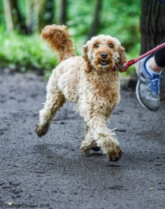 2019 barkrunn